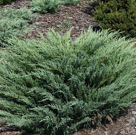 Можжевельник казацкий 'Блю Дануб'