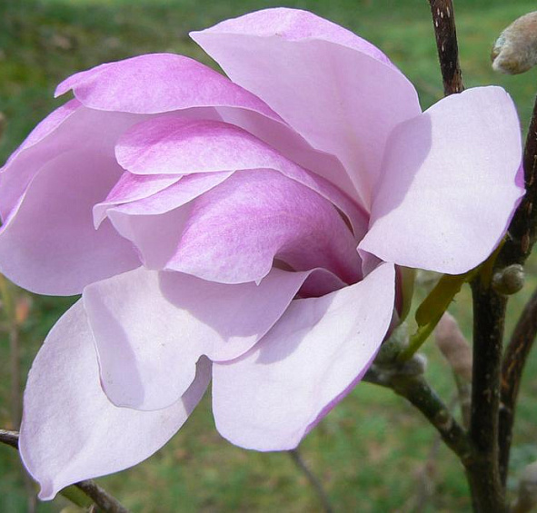 Магнолия 'Джорж Генри Керн'