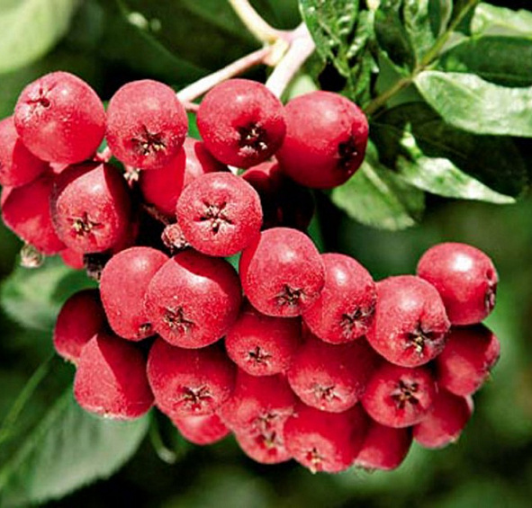 Рябина плодовая 'Рубиновая'