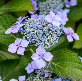 Гортензия пильчатая 'Блюберд'