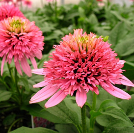 Эхинацея пурпурная 'Баттерфляй Киссес'