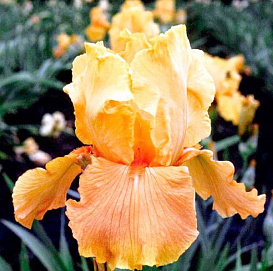 Ирис германский (бородатый) 'Априкот Силк' 