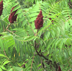 Сумах оленерогий (уксусное дерево)