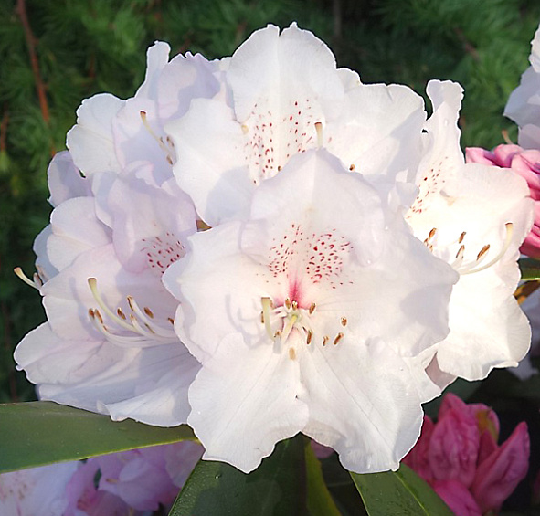 Рододендрон якушиманский 'Шнеекроне' (белый)