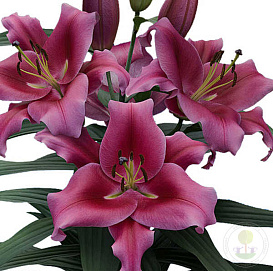 Лилия 'Далиан' 