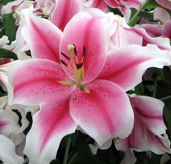 Лилия 'Пинк Бриллиант' (розово - белая)
