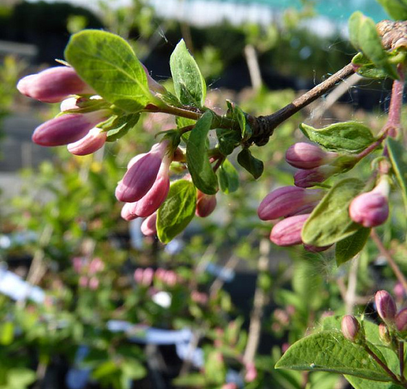 Жимолость Королькова