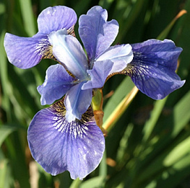 Ирис сибирский 'Блю Мун'