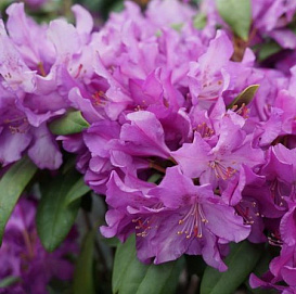 Рододендрон гибридный 'Болеслав Храбрый' \Роял Лилак (фиолетовый)