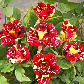 Роза 'Фокус Покус' (флорибунда)