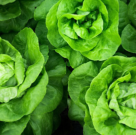 Семена Салат качанный