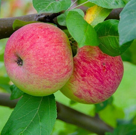 Яблоня домашняя 'Лобо/Кандиль Орловский' (двойная прививка)