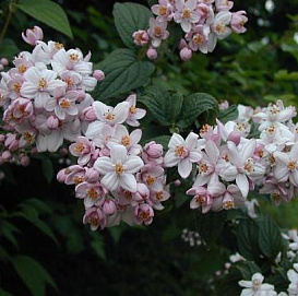 Дейция гибридная 'Монт Розе'