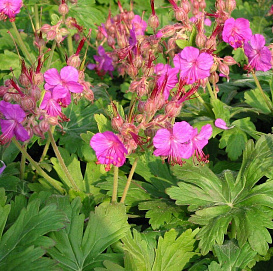 Герань крупнокорневищная 'Беванс Вариет'