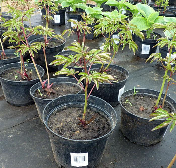 Пион молочноцветковый 'Феликс Крауссе' (малиновый)