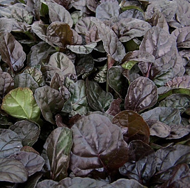 Живучка ползучая 'Браун Хетс'