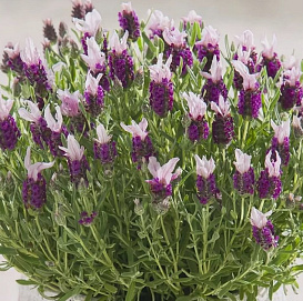 Лаванда Лаванда стэхадская 'Бандера Пинк' (розовая)