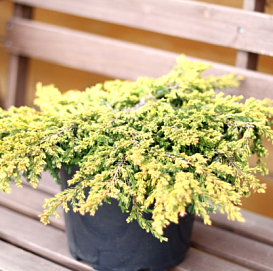 Можжевельник обыкновенный 'Голдшатц'