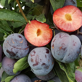 Слива колоновидная 'Бербанк'