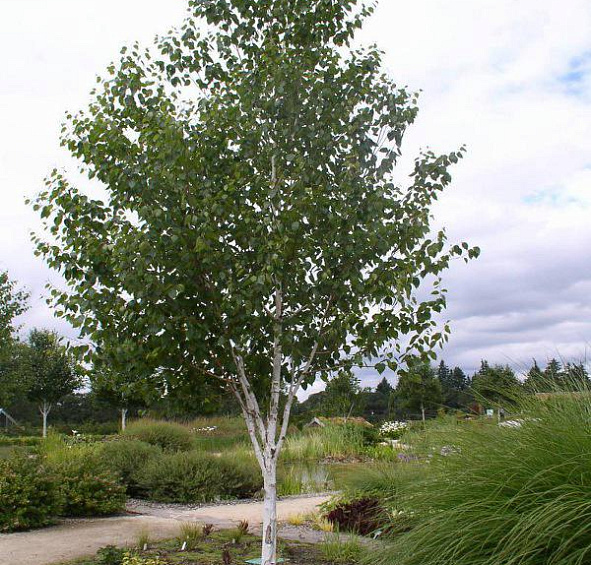 Береза полезная 'Жакмона'