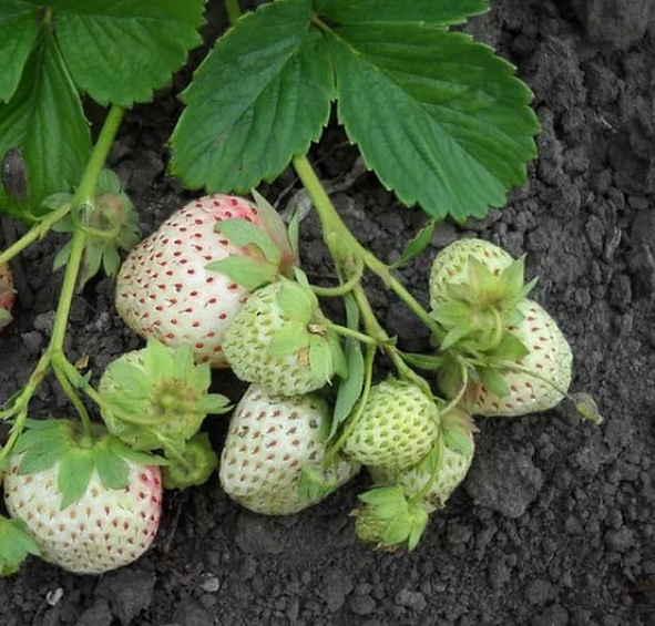 Земляника (клубника) 'Белый Швед'