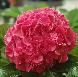 Гортензия крупнолистная 'Глоуинг Эмберс'