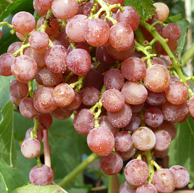 Виноград 'Кишмиш красный мускатный'
