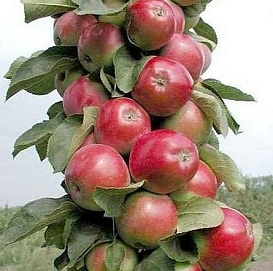 Яблоня колоновидная 'Триумф'