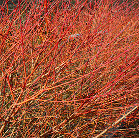 Дерен кроваво-красный