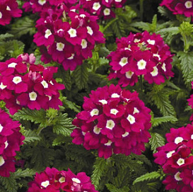 Вербена гибридная компактная 'Кварц Бургунди  виз Ай ХР'  (бургунди с глазком)