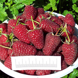 Малина 'Атлант'