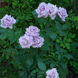 Роза 'Индиголета' (плетистая) (фиолетовая светлая)