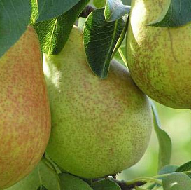 Груша домашняя сортовая