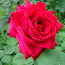 Роза 'Софи Лорен' (чайно-гибридная) (красно - малиновая)