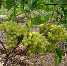 Виноград 'Надежда Аксайская'