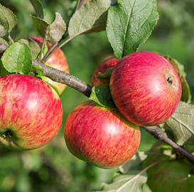 Яблоня домашняя 'Медуница/Мелба' (двойная прививка)