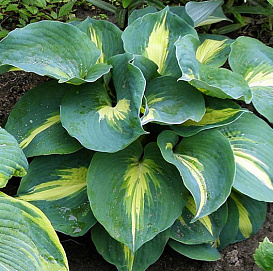 Хоста 'Дрим Квин' (Сине- желтая)