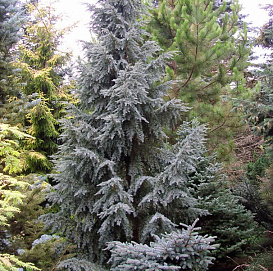 Псевдотсуга Мензиса 'Блу Вондер'