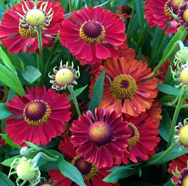 Гелениум гибридный 'Ранчера'