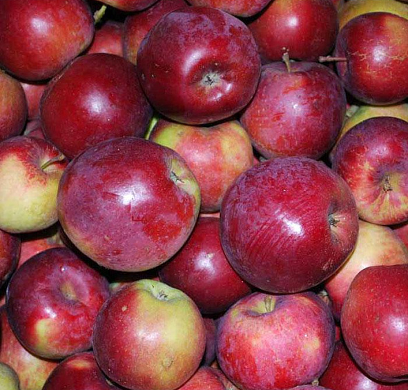 Яблоня домашняя 'Спартан'