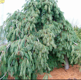 Сосна предгорная 'Пендула'