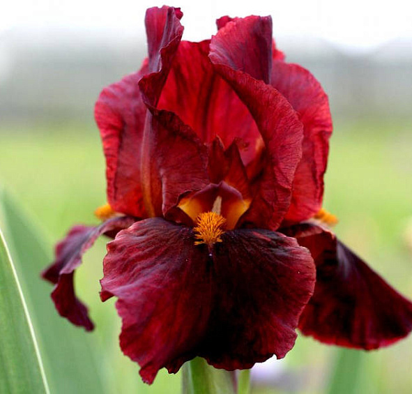 Ирис германский (бородатый) 'Ред Зингер' 