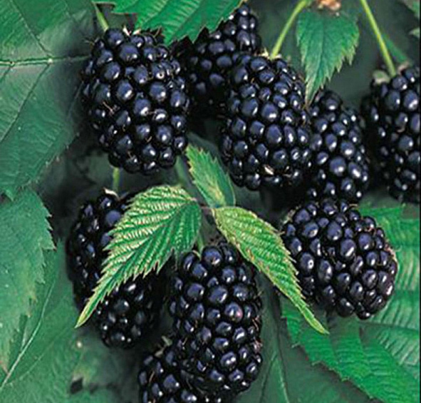 Ежевика 'Честер Торнелесс'