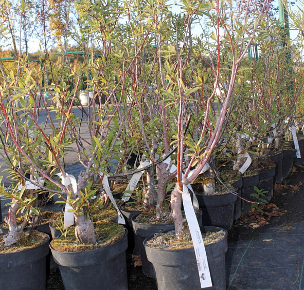 Ива тонкостолбиковая (черноколосовидная Куроме) 'Меланостахис'
