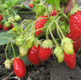 Земляника (клубника) 'Милан'