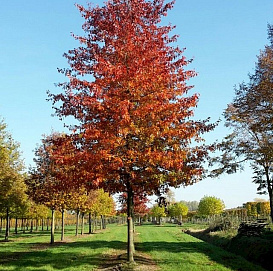 Дуб болотный