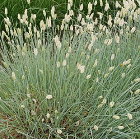 Сеслерия блестящая