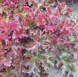 Гейхера 'Шоколад Раффлс'