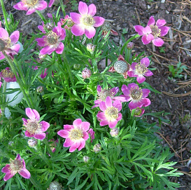 Анемона Лессера