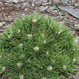 Сосна черная 'Агнес Брегеон'